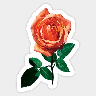 Roses - Graceful Orange Rose Sticker